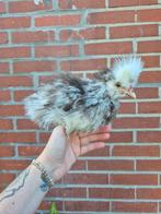 Amerikaanse zijdehoen choco Mottled haantje, Mannelijk, Kip