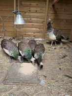 Pauwhennen, Dieren en Toebehoren, Vrouwelijk, Overige soorten
