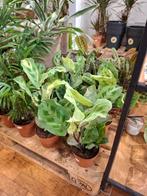 Maranta Variegata, Overige soorten, In pot, Minder dan 100 cm, Groene kamerplant