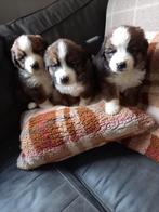 Sintbernard xbenersennen, Overige rassen, Meerdere, Meerdere dieren, Nederland