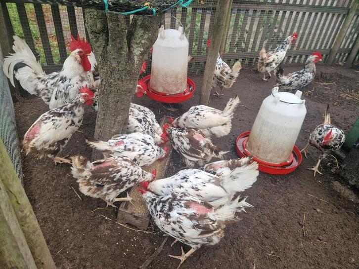 Bonte Leghorn leghennen te koop, Dieren en Toebehoren, Pluimvee, Kip, Vrouwelijk