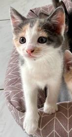 Lieve kittens, 2 katertjes en 1 poesje, grijs rood 9 weken, Meerdere dieren, Kortharig, 0 tot 2 jaar