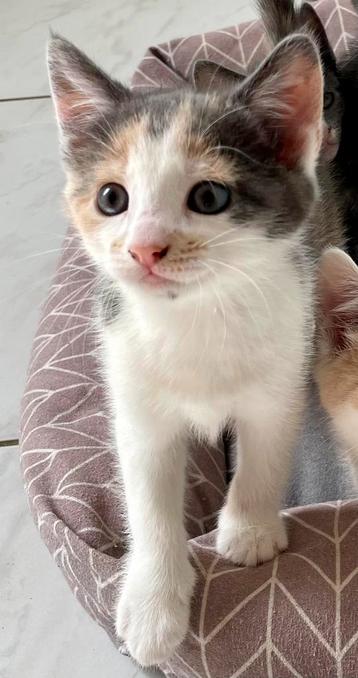 Lieve kittens, 2 katertjes en 1 poesje, grijs rood 9 weken beschikbaar voor biedingen