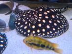 Potamotrygon black diamond roggen., Vis