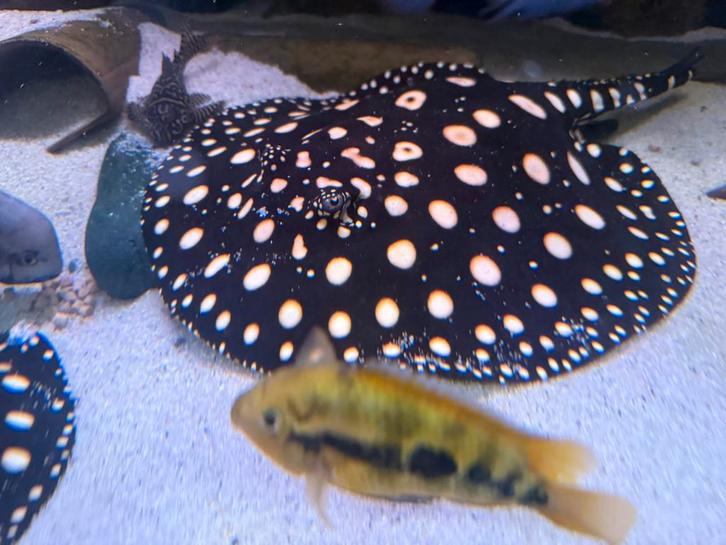 Potamotrygon black diamond roggen., Dieren en Toebehoren, Vissen | Aquariumvissen, Vis
