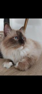 Ragdoll (1 jaar) zoekt gouden mandje, Dieren en Toebehoren, Katten en Kittens | Raskatten | Langhaar, Kater, Gechipt, 0 tot 2 jaar
