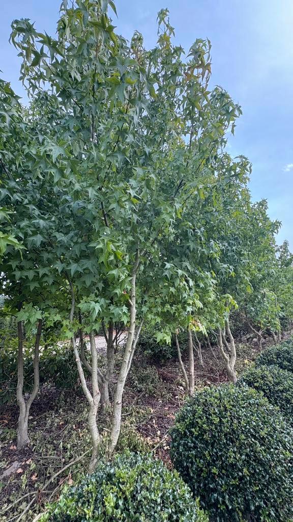 Meerstammige Liquidambar styraciflua amberbomen, Tuin en Terras, Planten | Bomen, Overige soorten, Volle zon, Bloeit niet, Ophalen of Verzenden