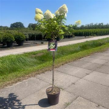 Pluimhortensia op stam, Hydrangea Paniculata Limelight beschikbaar voor biedingen
