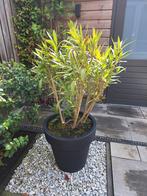 Oleander 2x inclusief pot., Tuin en Terras, Planten | Bomen, Zomer, Overige soorten, Volle zon, Ophalen