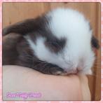 Engelse Minilop Dwerghangoor konijntjes, Dieren en Toebehoren, Meerdere dieren, Dwerg