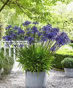 Agapanthus Dr. Brouwer (blauw-paars) 23 cm pot 9, 10 +11 mei, Tuin en Terras, Planten | Tuinplanten, Zomer, Overige soorten, Ophalen
