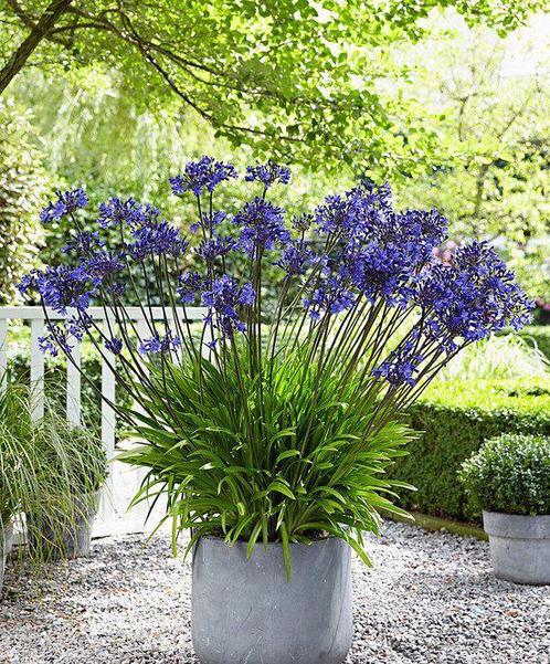 Agapanthus Dr. Brouwer (blauw-paars) 23 cm pot 9, 10 +11 mei, Tuin en Terras, Planten | Tuinplanten, Overige soorten, Volle zon