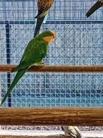 Te koop een barraband man, Dieren en Toebehoren, Mannelijk, Parkiet, Geringd