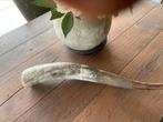 Stoere robuuste Hoorn van Longhorn prachtige staat, Ophalen of Verzenden