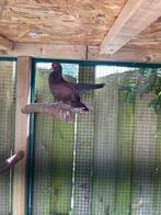 Oosterse rollers, Meerdere dieren