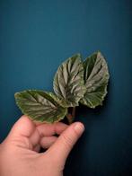 Begonia Oldemore, Ophalen of Verzenden, Minder dan 100 cm