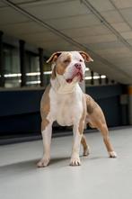 American Bully XL dekreu ABKC Merle Lilac Tri, België, Particulier, Rabiës (hondsdolheid), Reu