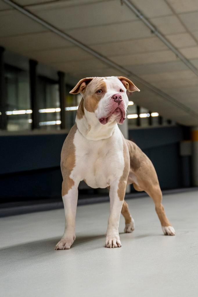 American Bully XL dekreu ABKC Merle Lilac Tri, Dieren en Toebehoren, Honden | Dekreuen, Reu, Particulier, Eén hond, België, 1 tot 2 jaar