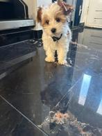 Golddust yorkshire terrier, Dieren en Toebehoren, Honden | Jack Russells en Terriërs, Yorkshire Terriër, Rabiës (hondsdolheid)