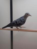 1-1 Blauwe grond duif, Dieren en Toebehoren, Vogels | Overige Vogels, Meerdere dieren, Tropenvogel, Geringd