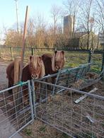 Twee Shetlander merries te koop!, Dieren en Toebehoren, Pony's, Merrie, Gechipt, Zadelmak, A pony (tot 1.17m)