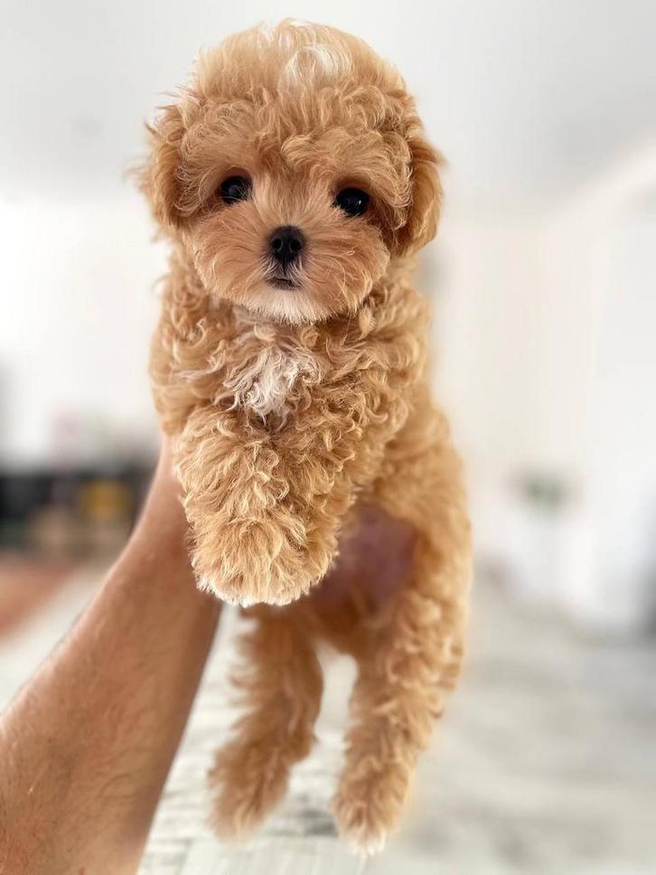 Exclusieve MaltipooTeaCup pup(Azian Toy Poedel-Maltezer), Dieren en Toebehoren, Honden | Chihuahua's en Gezelschapshonden, Meerdere dieren