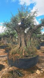 Olijfbomen inclusief plaatsen, Volle zon, Verzenden, Lente, 100 tot 250 cm