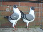 Sierduifjes *, Dieren en Toebehoren, Vogels | Duiven