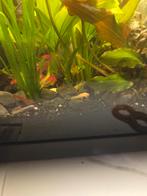 Baby algeneters, Vis