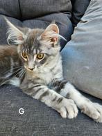 2 Maine Coon kittens mogen verhuizen., Dieren en Toebehoren, Katten en Kittens | Raskatten | Langhaar, Kater, Gechipt, 0 tot 2 jaar