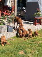 Rhodesian  Ridgeback pups   Goed gesocialiseerd, Dieren en Toebehoren, Overige rassen, Meerdere, Meerdere dieren, Nederland
