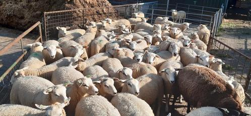 Tekoop stamboek swifter dekrammen en ooilammeren, Dieren en Toebehoren, Schapen, Geiten en Varkens, Geit, Mannelijk