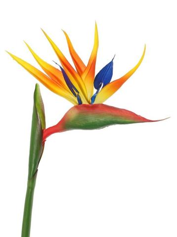 STRELITZIA - PARADIJS VOGEL BLOEM - REAL TOUCH beschikbaar voor biedingen