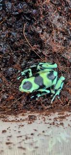 Dendrobates auratus Costa Rica, Dieren en Toebehoren, Amfibie, 0 tot 2 jaar