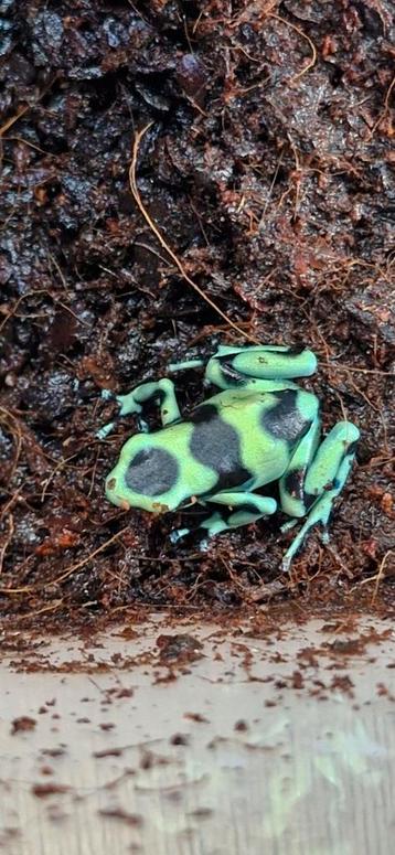 Dendrobates auratus Costa Rica  beschikbaar voor biedingen