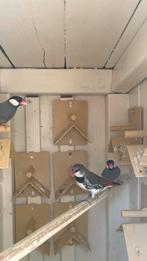 diamantvink pop, Dieren en Toebehoren, Vogels | Overige Vogels, Vrouwelijk, Geringd
