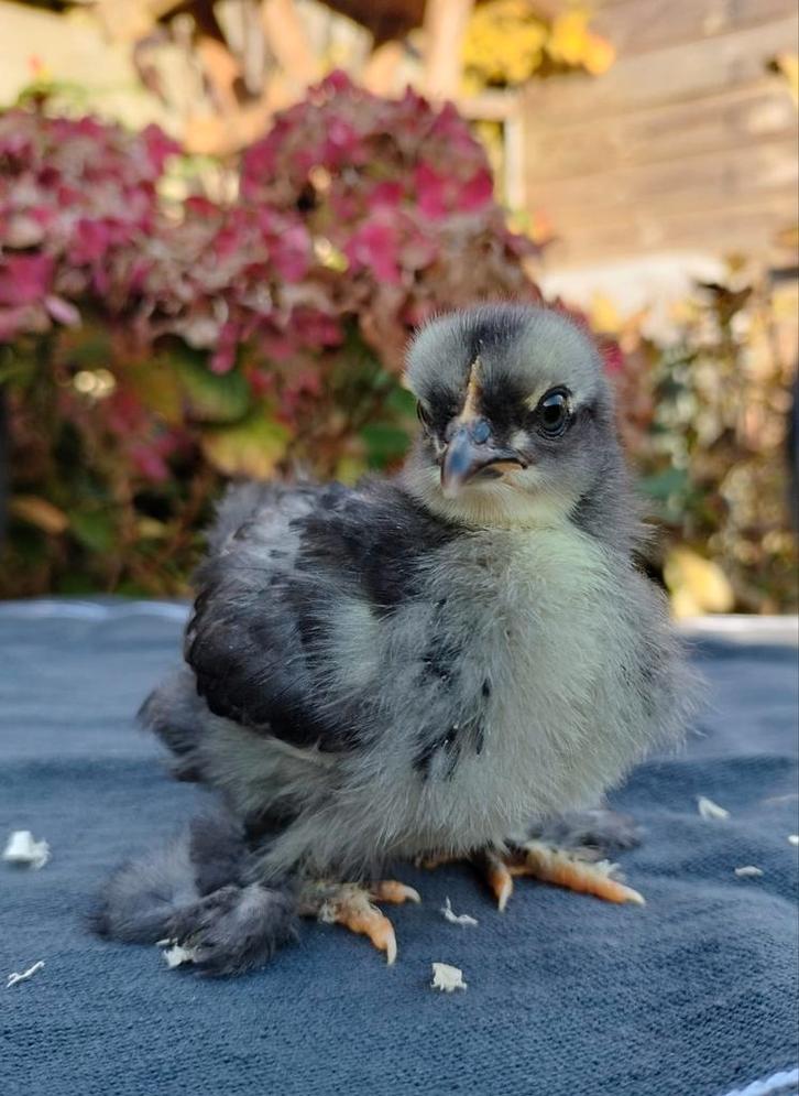 Cochin kriel kuikens, gesexst hennetjes, ook krul., Dieren en Toebehoren, Pluimvee, Kip, Vrouwelijk