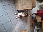 Australian shepherd mix zoekt actief baasje, Dieren en Toebehoren, Honden | Niet-rashonden, Rabiës (hondsdolheid), 1 tot 2 jaar
