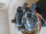 Jonge postduiven, Meerdere dieren, Postduif