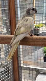 Splendid/ Splendids., Dieren en Toebehoren, Vogels | Parkieten en Papegaaien, Meerdere dieren, Parkiet, Geringd