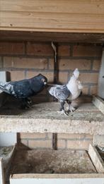 Koppel oosterse meeuwen, Dieren en Toebehoren, Meerdere dieren, Overige soorten