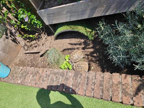 gezocht vrouwelijke griekse landschildpadden, Dieren en Toebehoren, Reptielen en Amfibieën, Schildpad