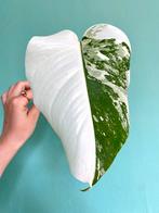 Topkwaliteit Half Moon witte Monstera Albo Variegata stek, Huis en Inrichting, Kamerplanten, Ophalen, Halfschaduw, Minder dan 100 cm