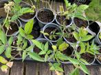 (Tomaten) Plantjes, Tuin en Terras, Planten | Tuinplanten, Volle zon, Groenteplanten, Eenjarig, Ophalen of Verzenden