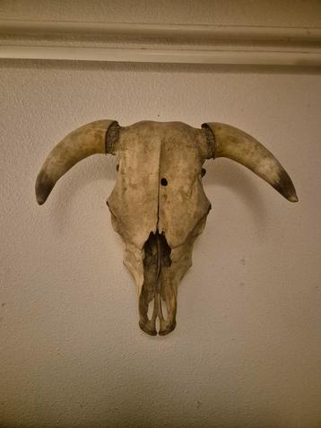 Koeienschedel - Decoratie beschikbaar voor biedingen
