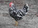 broedeieren zwart en blauw bonte leghorn exchequer, Dieren en Toebehoren, Pluimvee, Geslacht onbekend, Kip