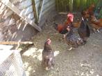 Dorking kippen, Dieren en Toebehoren, Meerdere dieren, Kip