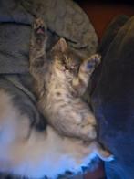 kitten, grijze kitten perzische,, Dieren en Toebehoren, Meerdere dieren, 0 tot 2 jaar
