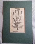 Houtsnede Dodonaeus Kruidenboek - 17e eeuw. Schorseneer, Antiek en Kunst, Kunst | Etsen en Gravures, Ophalen of Verzenden