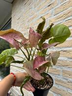 Syngonium pink neon, Huis en Inrichting, Kamerplanten, Overige soorten, In pot, Minder dan 100 cm, Groene kamerplant